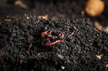 Californian red worm on top of compost pile. Redworms used for vermicomposting or making compost.